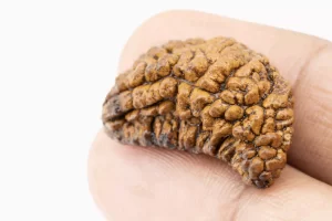 1 Mukhi Rudraksha 1.73 gms Dimension View