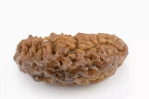 Premium 1 Mukhi Rudraksha (2.12 gms) from Nepal - Natural Treasure Back