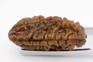 Premium 1 Mukhi Rudraksha (2.81 gms) from Nepal - Natural Treasure