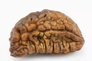 Premium 1 Mukhi Rudraksha (2.81 gms) from Nepal - Natural Treasure Back