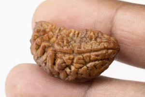 Premium 1 Mukhi Rudraksha (2.81 gms) from Nepal - Natural Treasure Reference