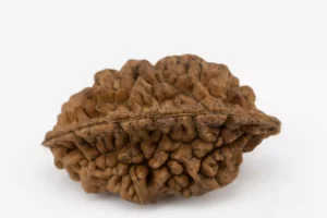 Premium 2 Mukhi Rudraksha (3.39 gms) from Nepal - Natural Treasure