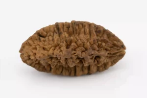 Premium 2 Mukhi Rudraksha (3.39 gms) from Nepal - Natural Treasure Sidde