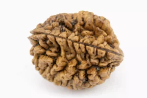 Premium 2 Mukhi Rudraksha (3.77 gms) from Nepal - Natural Treasure