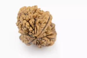 Premium 2 Mukhi Rudraksha (3.77 gms) from Nepal - Natural Treasure Side