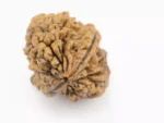 Premium 2 Mukhi Rudraksha (3.77 gms) from Nepal - Natural Treasure Side