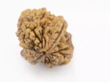Premium 2 Mukhi Rudraksha (3.77 gms) from Nepal - Natural Treasure Side