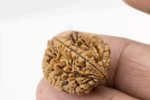 Premium 2 Mukhi Rudraksha (3.77 gms) from Nepal - Natural Treasure Reference