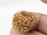 Premium 2 Mukhi Rudraksha (3.77 gms) from Nepal - Natural Treasure Reference