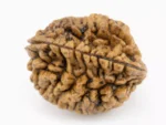Premium 2 Mukhi Rudraksha (Nepali) 2.81 gms - Natural Treasure
