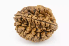 Premium 2 Mukhi Rudraksha (Nepali) 2.81 gms - Natural Treasure
