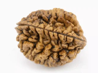 Premium 2 Mukhi Rudraksha (Nepali) 2.81 gms - Natural Treasure