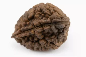 Premium 2 Mukhi Rudraksha (4.44 gms) from Nepal - Natural Treasure