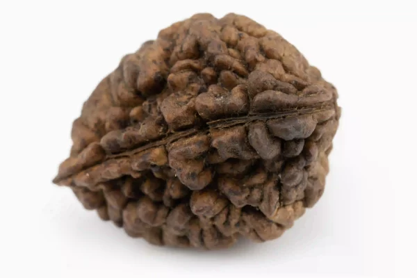 Premium 2 Mukhi Rudraksha (4.44 gms) from Nepal - Natural Treasure