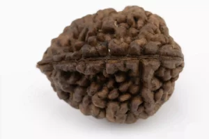 Premium 2 Mukhi Rudraksha (4.44 gms) from Nepal - Natural Treasure Back