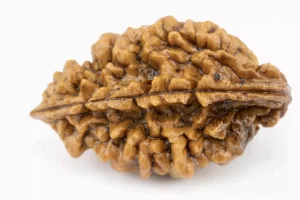 Premium 2 Mukhi Rudraksha (5.67 gms) from Nepal - Natural Treasure