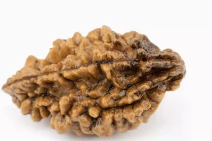 Premium 2 Mukhi Rudraksha (5.67 gms) from Nepal - Natural Treasure Back