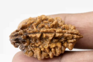 Premium 2 Mukhi Rudraksha (5.67 gms) from Nepal - Natural Treasure Reference