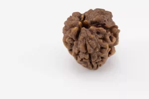 Premium 3 Mukhi Rudraksha (2.37 gms) from Nepal - Natural Treasure - Back view