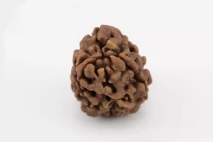 Premium 3 Mukhi Rudraksha (2.37 gms) from Nepal - Natural Treasure