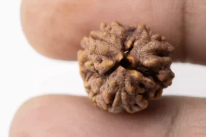 Premium 3 Mukhi Rudraksha (2.37 gms) from Nepal - Natural Treasure - Size Reference