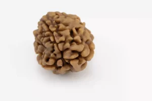 Premium 3 Mukhi Rudraksha (2.42 gms) from Nepal - Natural Treasure - Back