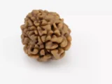 Premium 3 Mukhi Rudraksha (2.42 gms) from Nepal - Natural Treasure - Back