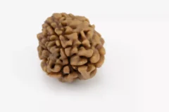Premium 3 Mukhi Rudraksha (2.42 gms) from Nepal - Natural Treasure - Back