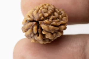 Premium 3 Mukhi Rudraksha (2.42 gms) from Nepal - Natural Treasure - Reference