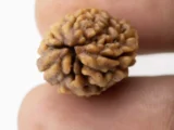 Premium 3 Mukhi Rudraksha (2.42 gms) from Nepal - Natural Treasure - Reference