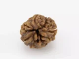 3 Mukhi Rudraksha - Premium Natural Bead for Wellness and Meditation