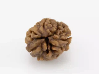 3 Mukhi Rudraksha - Premium Natural Bead for Wellness and Meditation