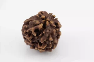 Premium 3 Mukhi Rudraksha (2.51 gms) from Nepal - Natural Treasure - Back