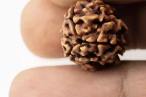 Premium 3 Mukhi Rudraksha (2.51 gms) from Nepal - Natural Treasure - Reference