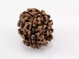 Premium Nepali 3 Mukhi Rudraksha 2.51 gms - Natural Treasure