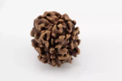 Premium Nepali 3 Mukhi Rudraksha 2.51 gms - Natural Treasure