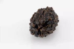 Premium 3 Mukhi Rudraksha (2.75 gms) from Nepal - Natural Treasure bACK