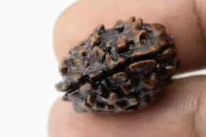 Premium 3 Mukhi Rudraksha (2.75 gms) from Nepal - Natural Treasure Reference