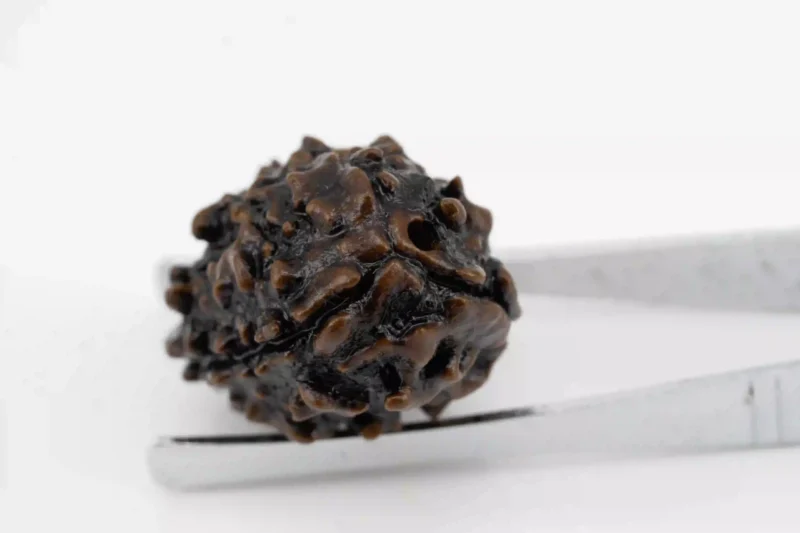 Premium 3 Mukhi Rudraksha (Nepali) 2.75 gms - Natural Treasure