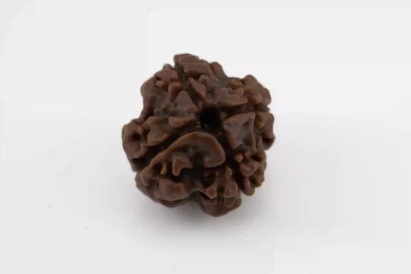 Premium 4 Mukhi Rudraksha (1.70 gms) from Nepal - Natural Treasure