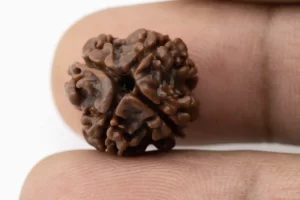 Premium 4 Mukhi Rudraksha (1.70 gms) from Nepal - Natural Treasure Reference