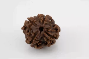 Premium 4 Mukhi Rudraksha (1.94 gms) from Nepal - Natural Treasure