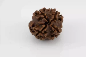 Premium 4 Mukhi Rudraksha (1.94 gms) from Nepal - Natural Treasure - Back