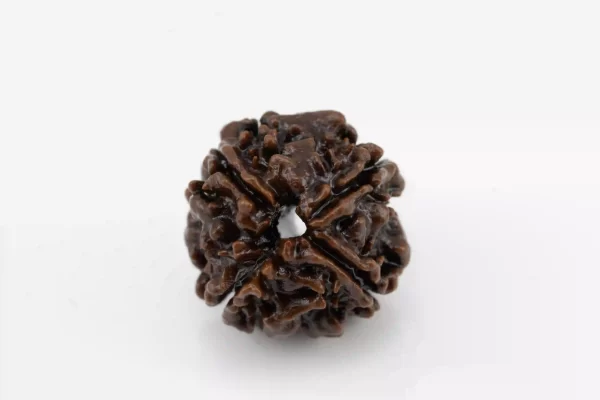 Premium 4 Mukhi Rudraksha (1.94 gms) from Nepal - Natural Treasure