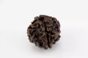 Premium 4 Mukhi Rudraksha (1.94 gms) from Nepal - Natural Treasure Side