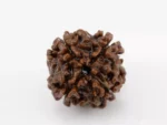Premium 4 Mukhi Rudraksha (2.11 gms) from Nepal - Natural Treasure Back
