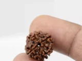 Premium 4 Mukhi Rudraksha (2.11 gms) from Nepal - Natural Treasure Reference