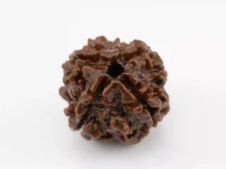 Premium 4 Mukhi Rudraksha (Nepali) 2.11 gms - Natural Treasure