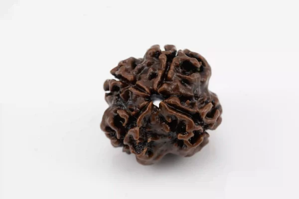 Premium 4 Mukhi Rudraksha (2.32 gms) from Nepal - Natural Treasure