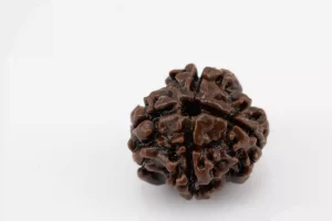 Premium 4 Mukhi Rudraksha (2.32 gms) from Nepal - Natural Treasure Side